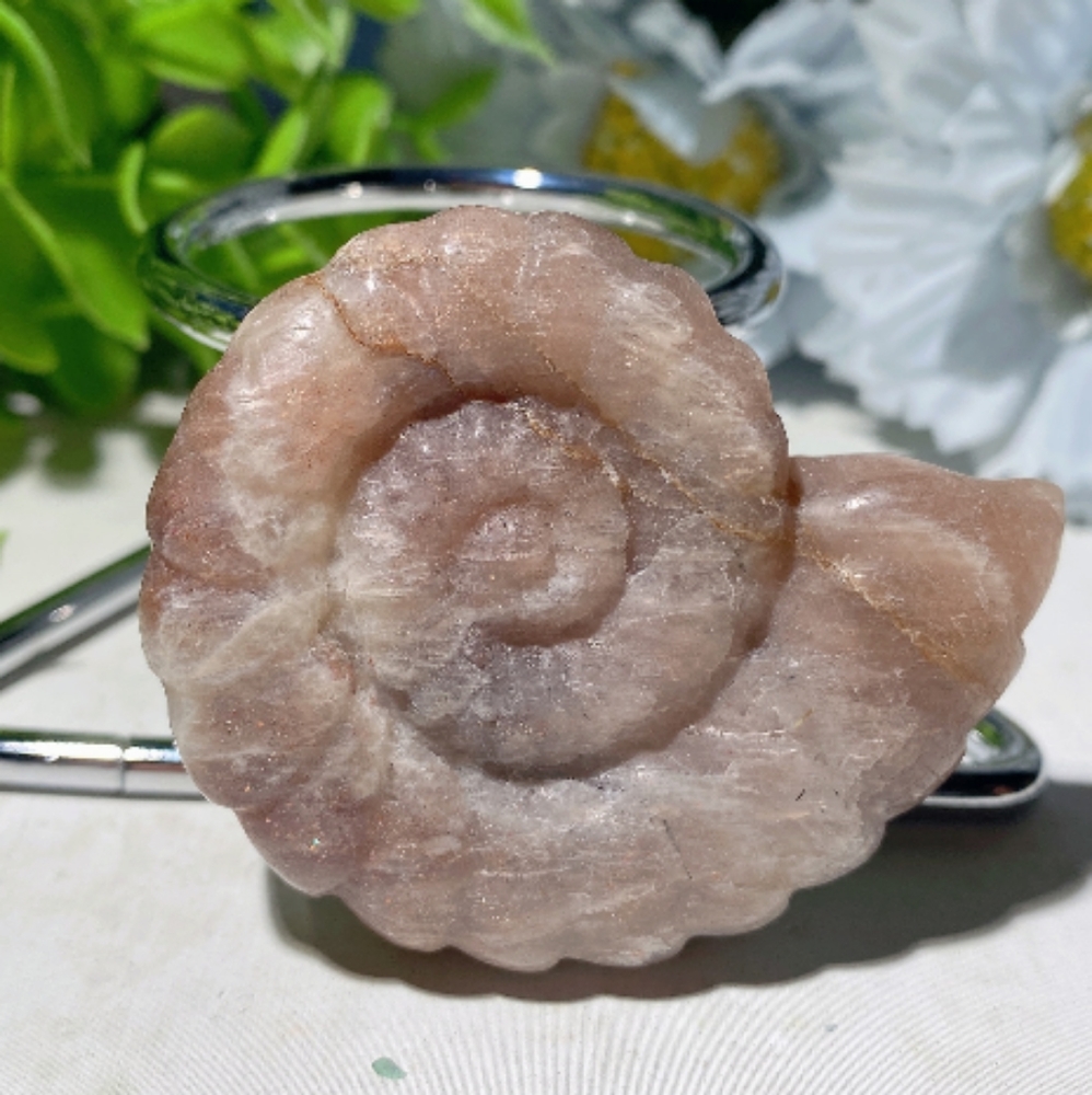 Moonstone Ammonite Shell